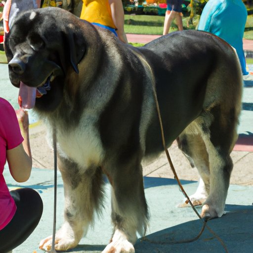 Interview a Giant Dog Breeder