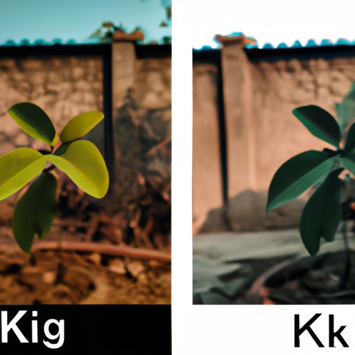 Comparison and Contrast of K Photography to Other Types of Photography