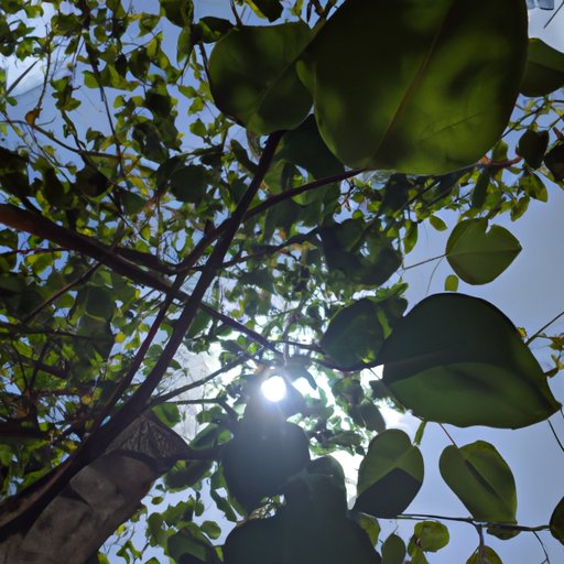 Exploring Different Types of Amateur Photography