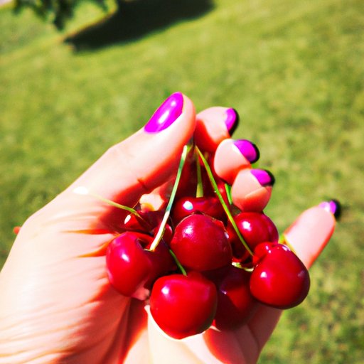 What Cherries Can Do for Your Body