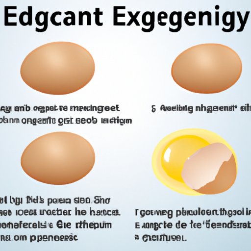 Nutritional Considerations When Feeding Eggs to Dogs