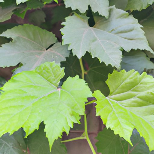 The Medicinal Properties of Grape Leaves: What the Research Says