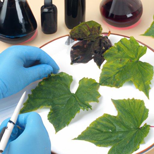 Examining the Role of Grape Leaves in Traditional Medicine