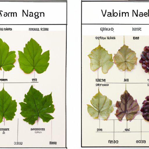 A Comparison of the Nutritional Value of Fresh and Dried Grape Leaves