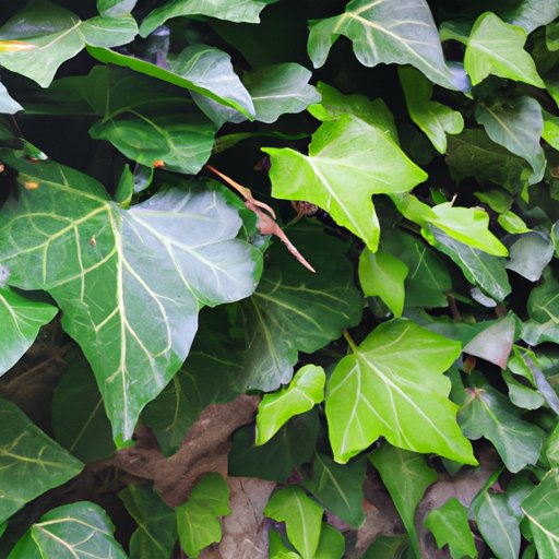 Exploring the Different Types of Ivy Funds