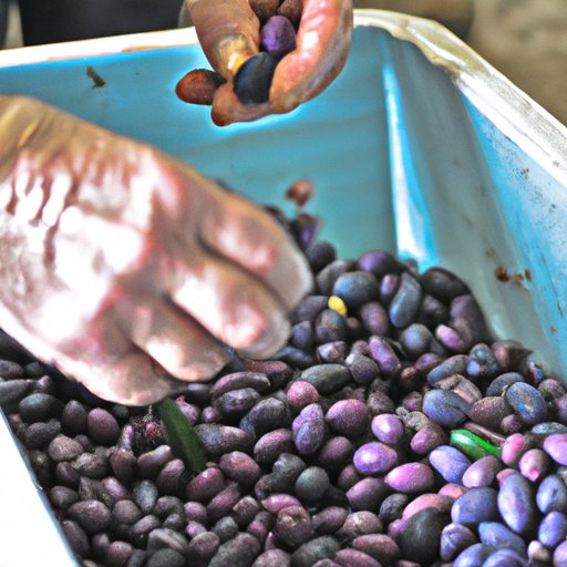 How to Select and Store Kalamata Olives