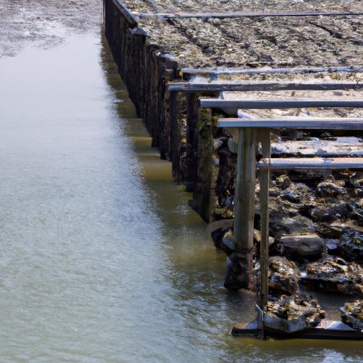 The Role of Oysters in Sustainable Aquaculture