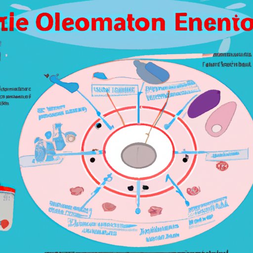 Exploring the Relationship Between Menstrual Cycles and Ovulation