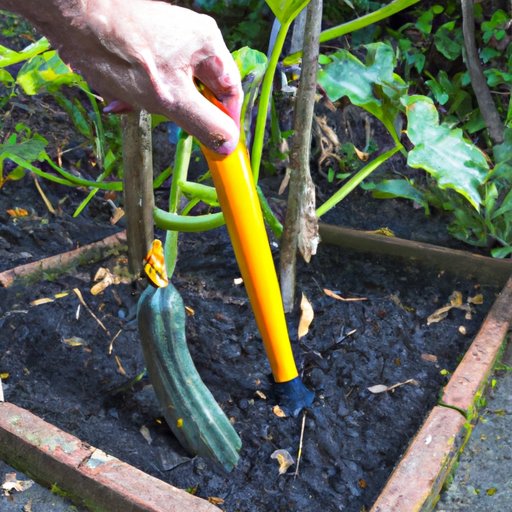 How to Grow Your Own Zucchini at Home
