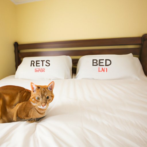 Tips for Keeping Bed Bugs Away from Your Cat
