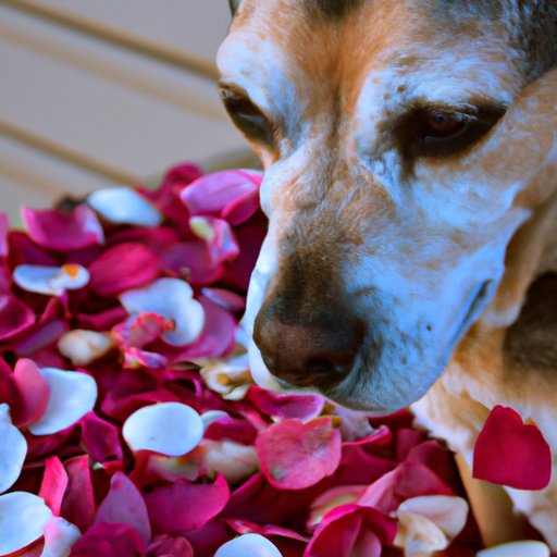 Five Things to Consider Before Letting Your Dog Enjoy Rose Petals