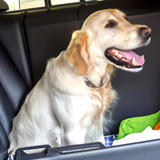 Strategies for Dealing With Car Sickness in Dogs
