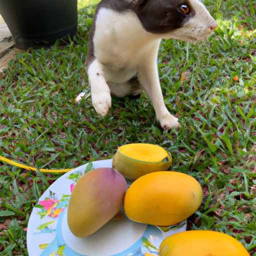 The Risks of Feeding Mangoes to Your Rabbit