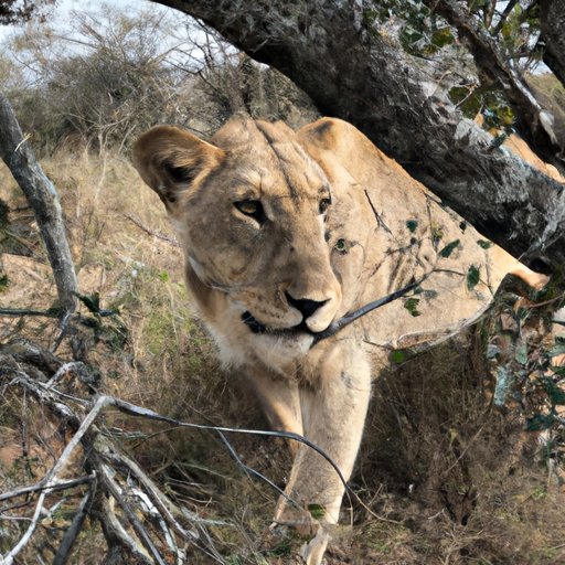 Unique Experiences to Have in South Africa