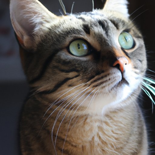 Exploring the Science of How Cats React to Emotional Cues