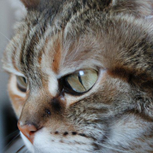 Investigating the History of Cats Detecting Human Emotions