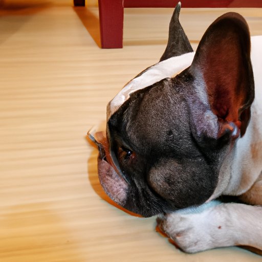 Causes of French Bulldog Health Problems