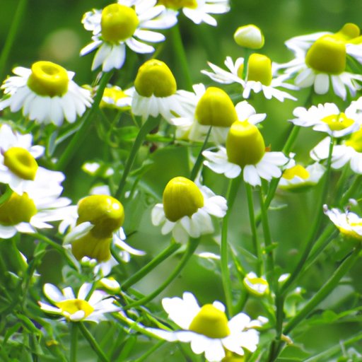 Health Benefits of Not Eating Daisies