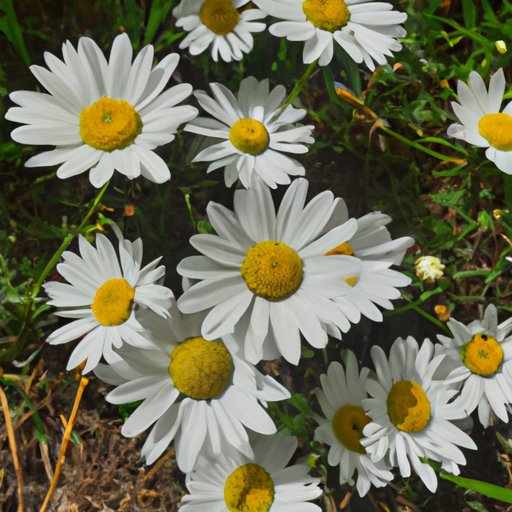 Alternatives to Eating Daisies: Edible Plants You Can Enjoy