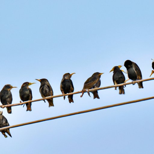 The Power of Sleep Deprivation in Training Starlings