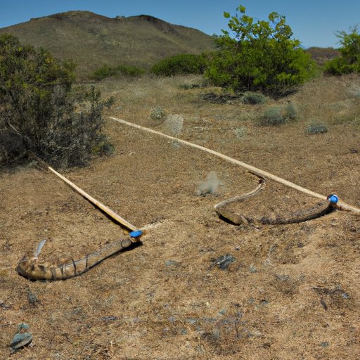 Examining the Consequences of Rattlesnakes Traveling in Pairs