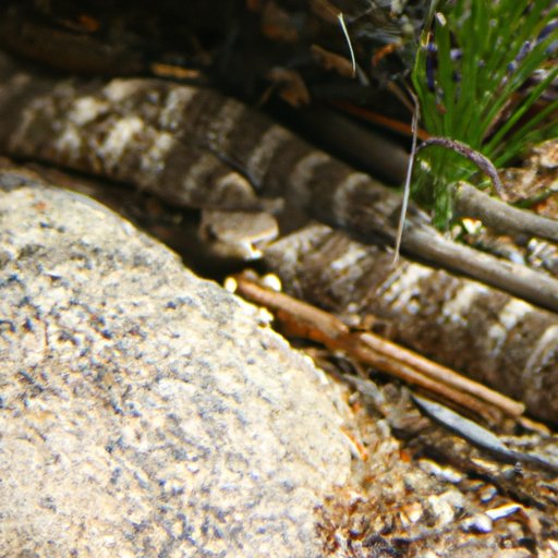 An Exploration of Rattlesnake Behavior and Habits