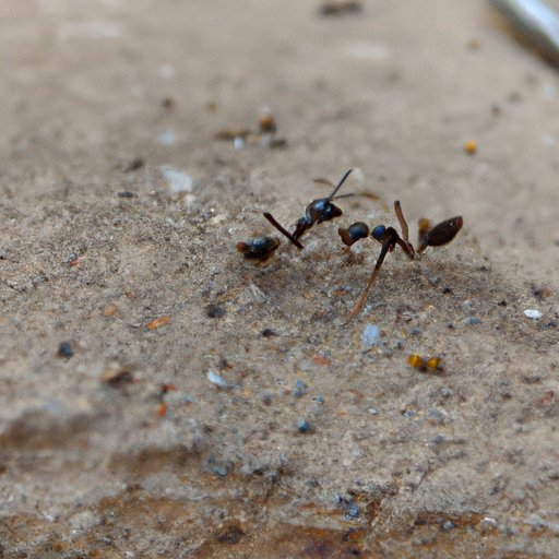 Unraveling the Mystery of Ants and Sleep