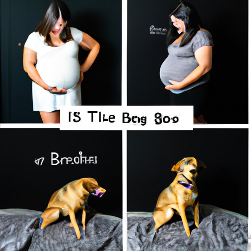 Highlighting Stories from Pregnant Women About How Their Dogs Reacted When They Found Out They Were Expecting