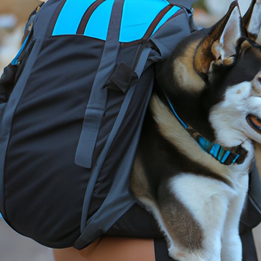 Fun Activities to Do With Your Dog While Traveling