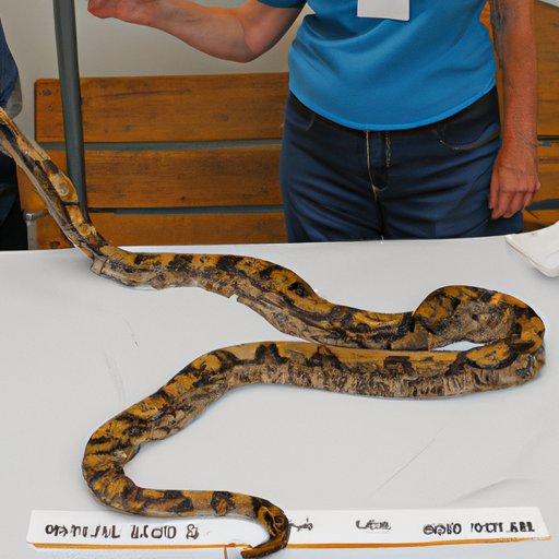 Examining the Potential Size of a Boa Constrictor