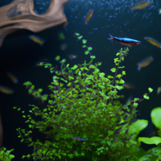 Factors that Impact the Growth of Neon Tetras