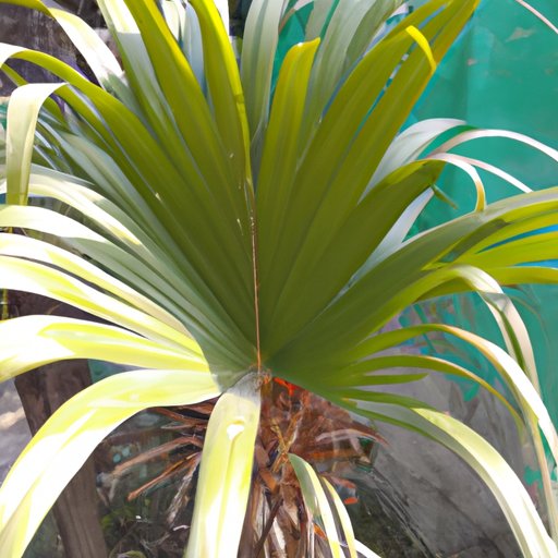 Growing a Ponytail Palm: What to Expect in Terms of Size