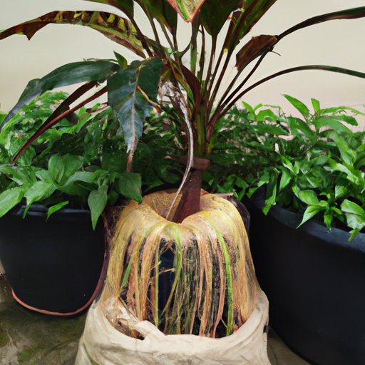 How to Maximize Growth and Reach the Full Potential of Your Ponytail Palm