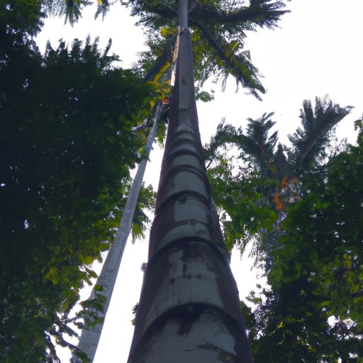 Exploring the Maximum Height of Ponytail Palms