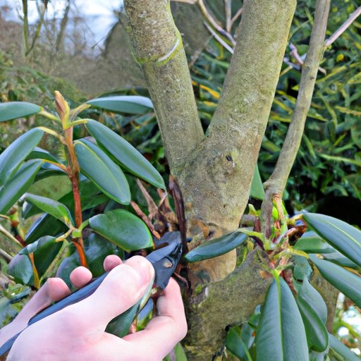 How To Prune A Rhododendron For Maximum Growth