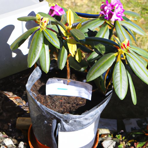 Maximizing Sun Exposure For Optimal Rhododendron Growth