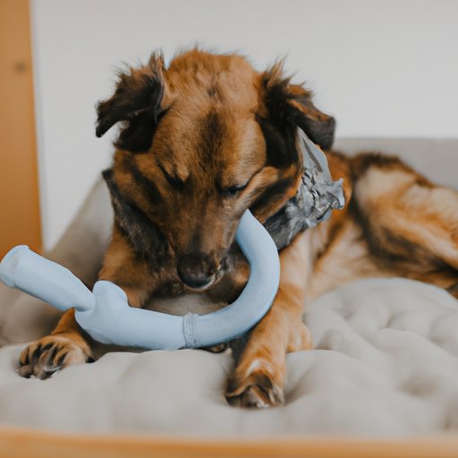 How to Sedate Your Dog Safely at Home