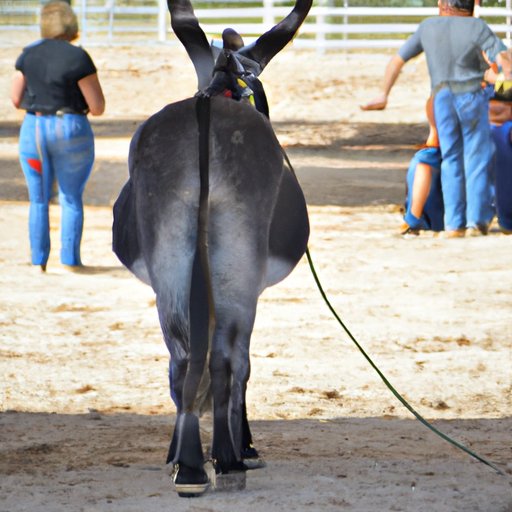 Attend a Mule Show or Competition
