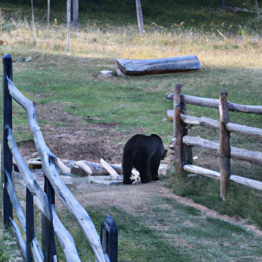 Examining the Impact of Human Interference on the Distance a Bear Can Cover in a Day