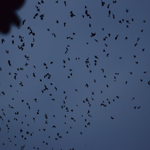 A Closer Look at the Distance Travelled by Bats