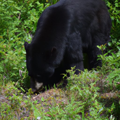 Exploring How Far Black Bears Roam