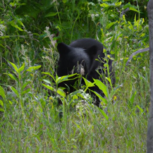 Examining the Range of Black Bears