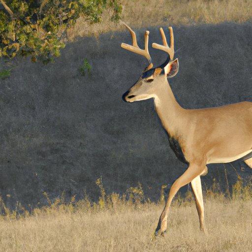 Exploring the Migration Habits of Deer: From Birthplace to Beyond