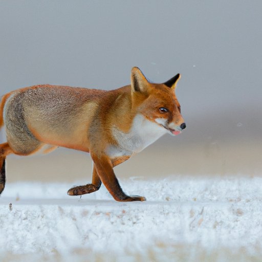 The Role of Weather in Fox Movement