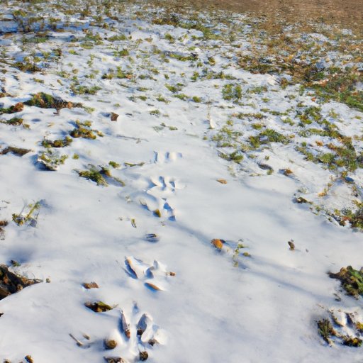 Tracking the Distance of Fox Migration