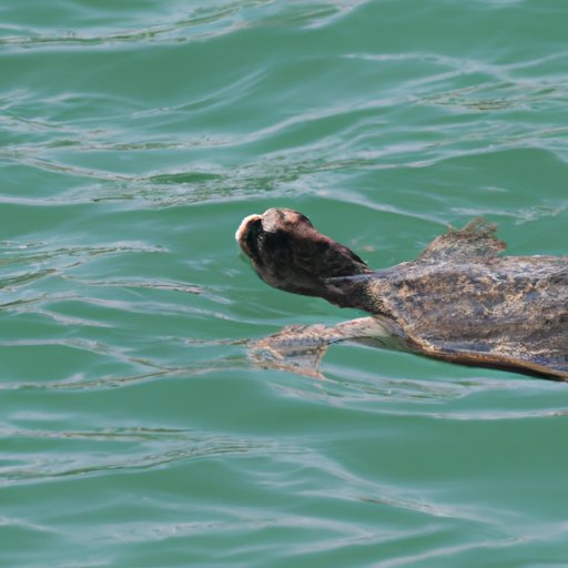 A Look at the Amazing Distances Turtles Swim
