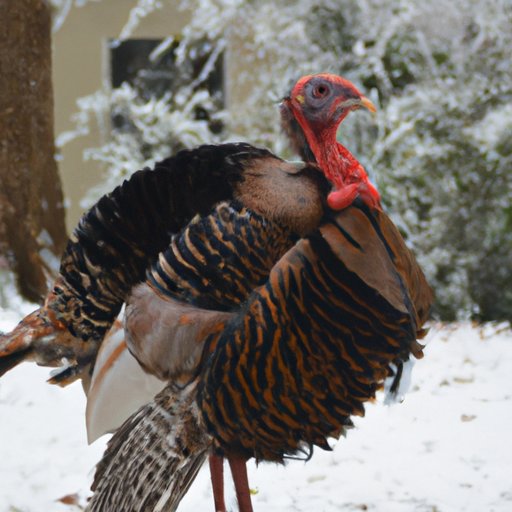 Definition of a Frozen Turkey