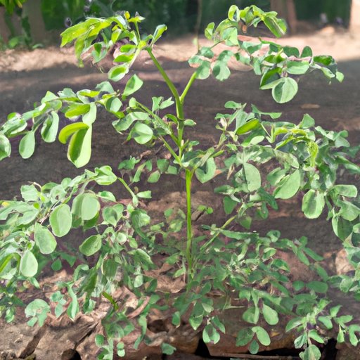 A Comprehensive Overview of How Long Does it Take for Moringa to Start Working