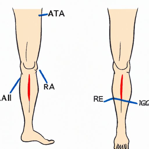 A. Length of Each Leg