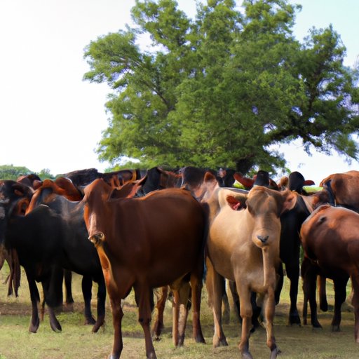 Maximizing Tax Benefits as a Cattle Owner